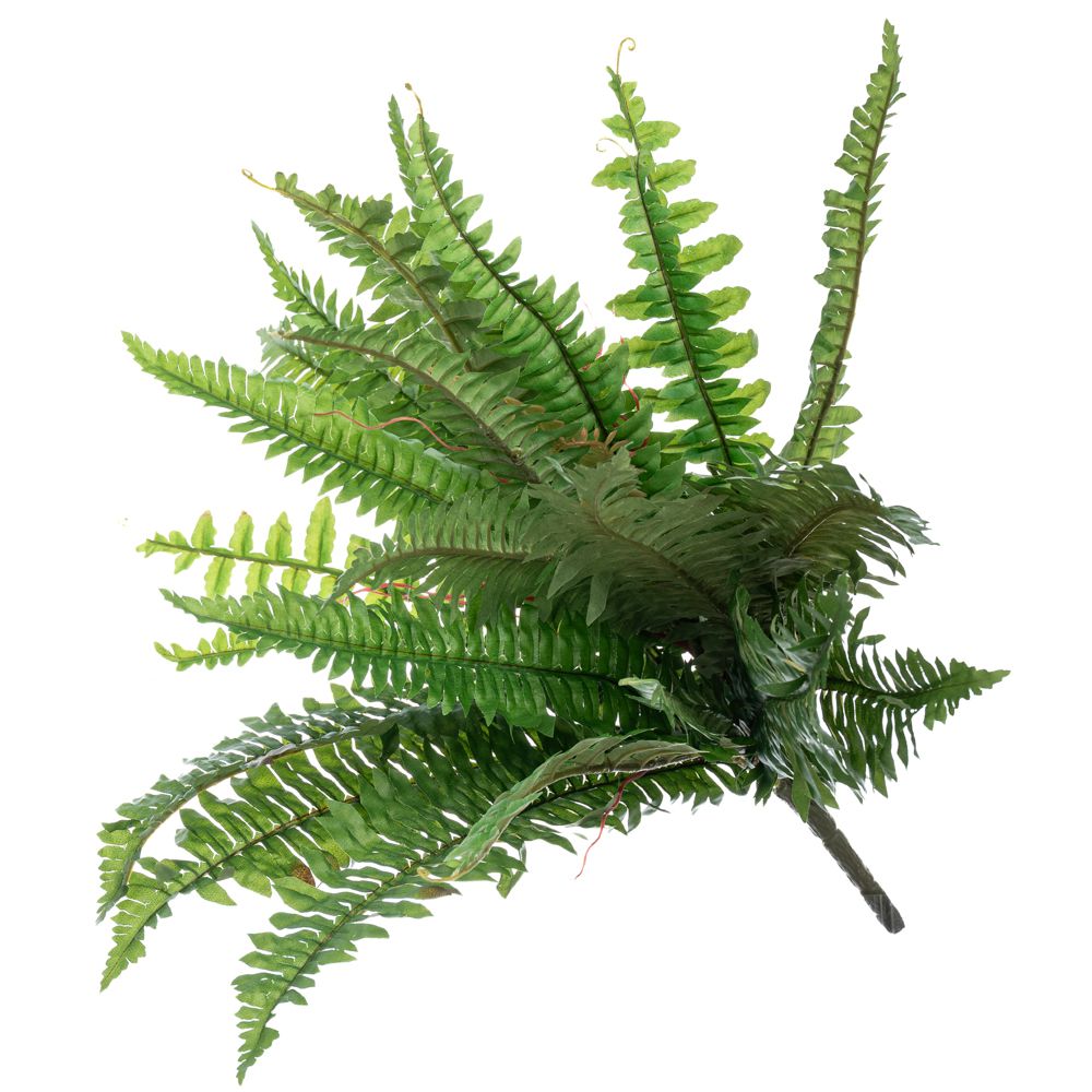 ΡΙΖΑ ΦΤΕΡΗ 51ΕΚ