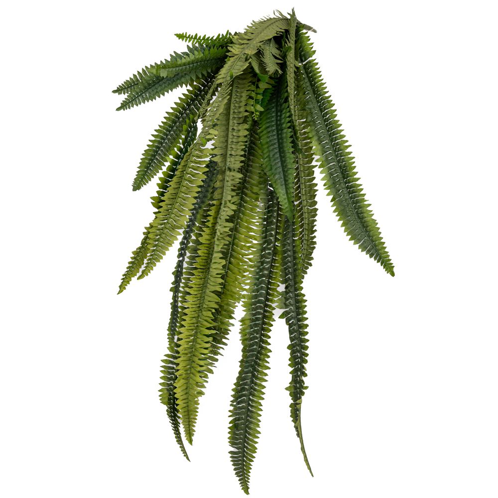 ΡΙΖΑ ΦΤΕΡΗ ΜΕΓΑΛΗ 128ΕΚ